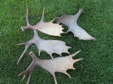 Paying Cash for Naturally Shed Antlers