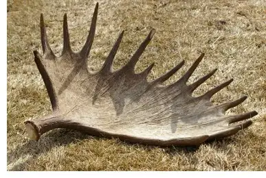 Paying Cash for Naturally Shed Antlers