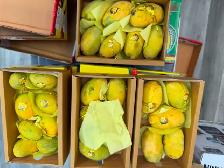 Pakistani Mangoes | Fresh Anwar Ratool & White Chaunsa | SALE - Photo 5