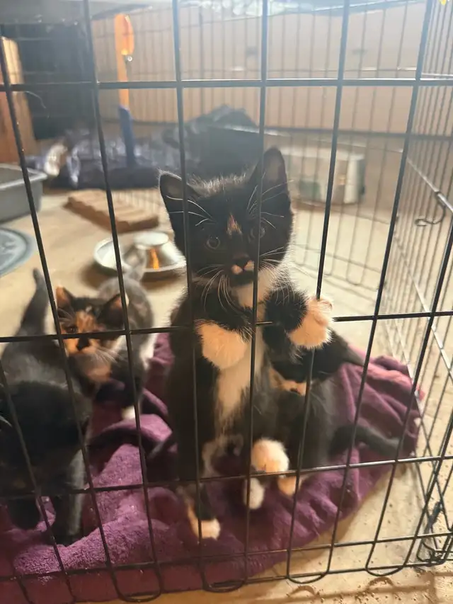 Kittens ready to go today
