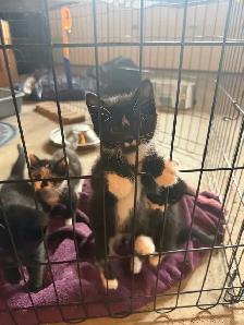 Kittens ready to go today