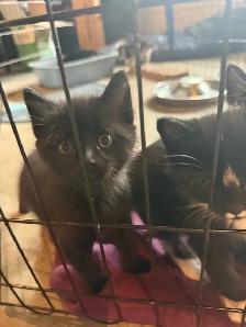 Kittens ready to go today - Photo 2