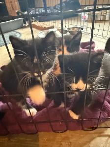 Kittens ready to go today - Photo 3