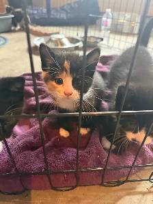 Kittens ready to go today - Photo 4