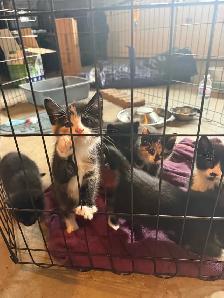 Kittens ready to go today - Photo 5