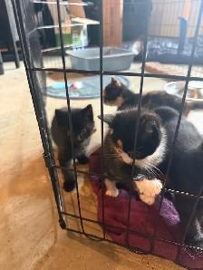 Kittens ready to go today - Photo 6