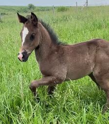 2026 AQHA Colt