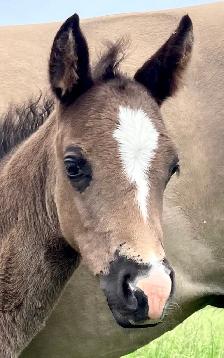 2026 AQHA Colt - Photo 2