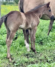 2026 AQHA Colt - Photo 3