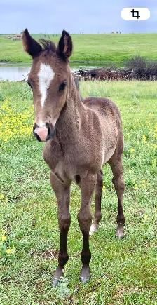 2026 AQHA Colt - Photo 4
