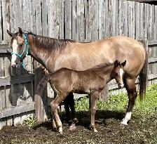 2026 AQHA Colt - Photo 5