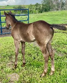 2026 AQHA Colt - Photo 6