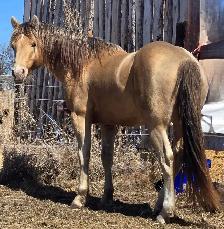 2026 AQHA Colt - Photo 7