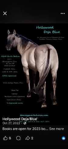 2026 AQHA Colt - Photo 8