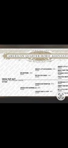 2026 AQHA Colt - Photo 9