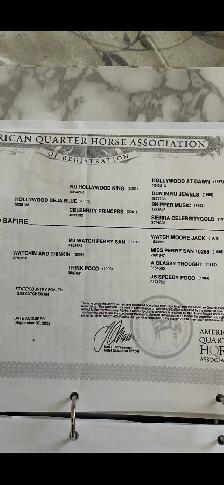 2026 AQHA Colt - Photo 10