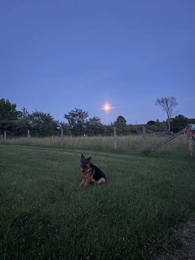 German shepherd Male stud