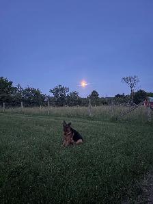 German shepherd Male stud