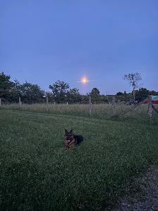 German shepherd Male stud - Photo 2