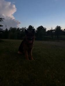 German shepherd Male stud - Photo 3