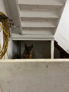 German shepherd Male stud - Photo 4