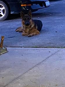 German shepherd Male stud - Photo 5