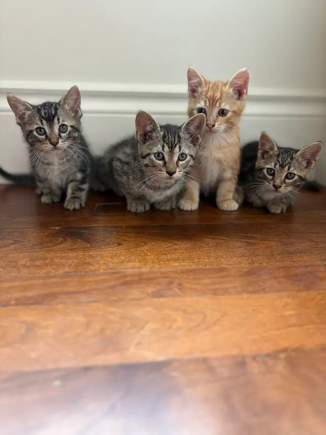 Meet the Sweetest Kitten Crew