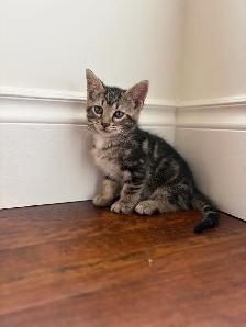 Meet the Sweetest Kitten Crew - Photo 2