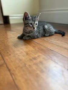 Meet the Sweetest Kitten Crew - Photo 3