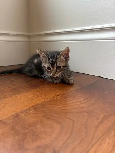 Meet the Sweetest Kitten Crew - Photo 4