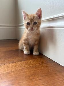 Meet the Sweetest Kitten Crew - Photo 5