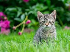 Cute Kitten for Sale! Ready to Go! - Photo 3
