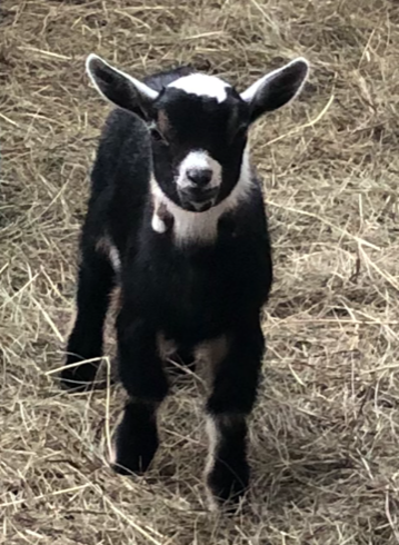 mini pygmy goat doelings