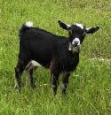 mini pygmy goat doelings - Photo 2