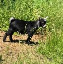 mini pygmy goat doelings - Photo 3