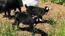 mini pygmy goat doelings - Photo 4