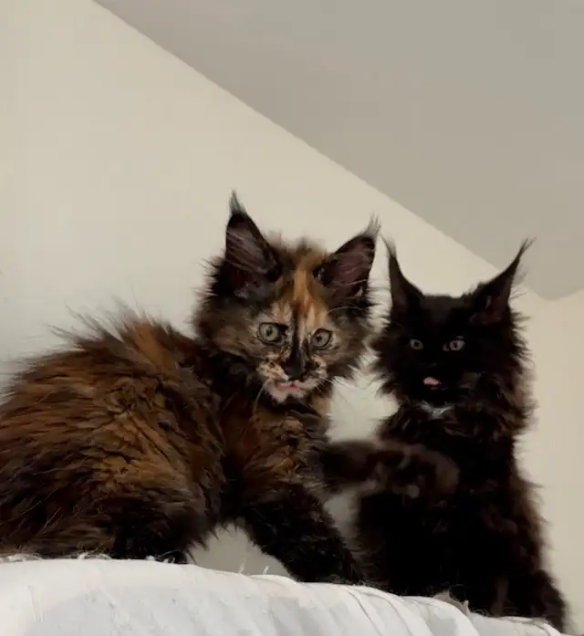 Your Future Maine Coon: Waiting List Now Open!
