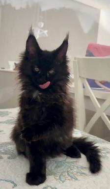 Your Future Maine Coon: Waiting List Now Open! - Photo 2
