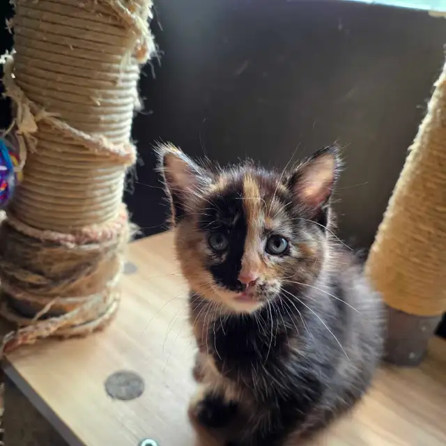 Belle petite chatte caramel et brune super cute!