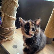 Belle petite chatte caramel et brune super cute!