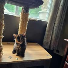 Belle petite chatte caramel et brune super cute! - Photo 2