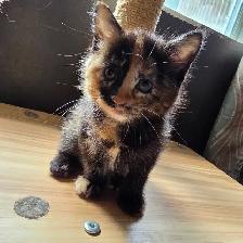Belle petite chatte caramel et brune super cute! - Photo 4