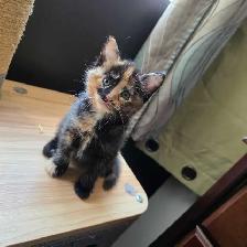 Belle petite chatte caramel et brune super cute! - Photo 6