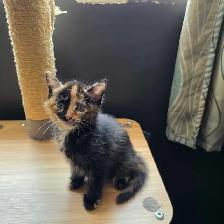 Belle petite chatte caramel et brune super cute! - Photo 7