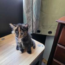 Belle petite chatte caramel et brune super cute! - Photo 8