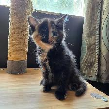 Belle petite chatte caramel et brune super cute! - Photo 10