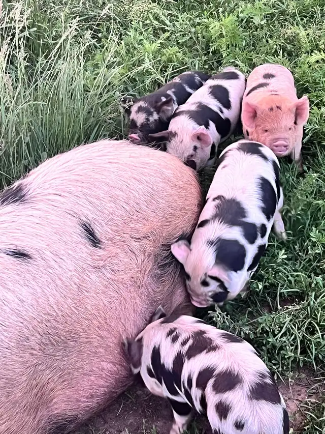 Kune Kune Piglets available To go now