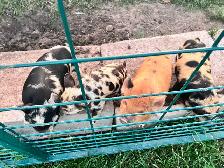 Kune Kune Piglets available To go now - Photo 2
