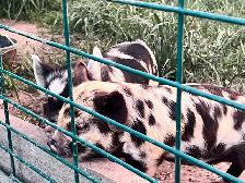 Kune Kune Piglets available To go now - Photo 3