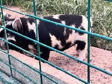 Kune Kune Piglets available To go now - Photo 4
